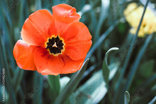 RedSpring flower photo