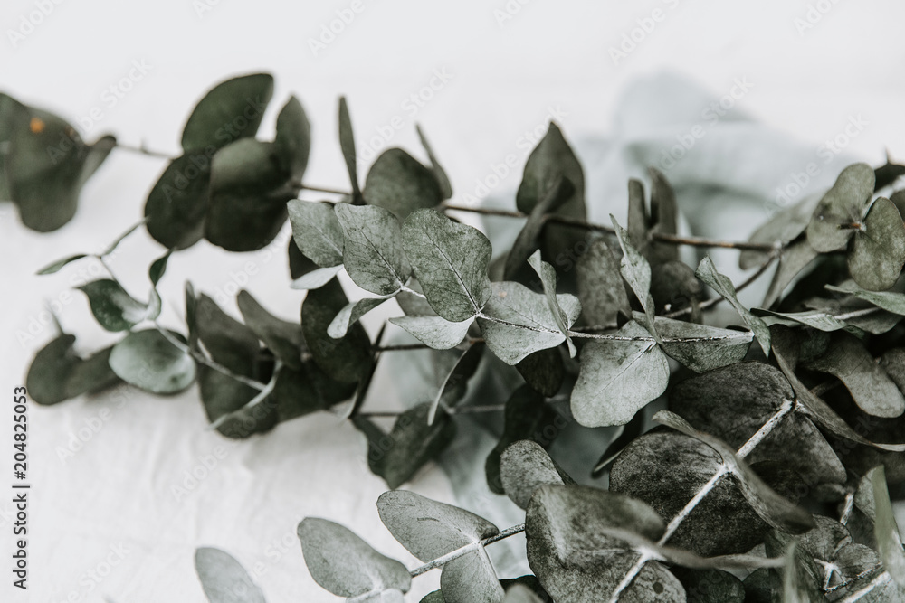 Naklejka premium Eucalyptus branches close Up