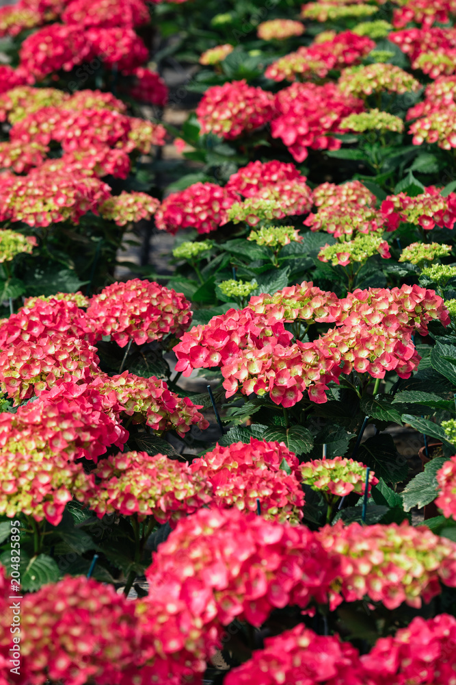 A close up view of a wonderful cultivation field of pink hydrangeas (Hortensia) in a greenhouse A close up view of a wonderful cultivation field of pink hydrangeas (Hortensia) in a greenhouse