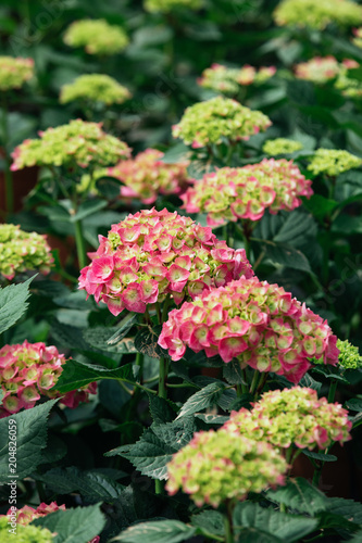 A close up view of Hydrangea  Hortensia . Wonderful pink and red flowers