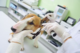 the veterinarian checks the ears or hearing of the dog pitbull Terrier with the help of an otoscope against the background of the veterinary clinic