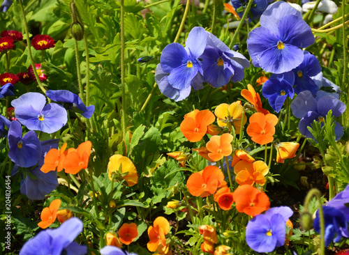 Field of colorful flowers