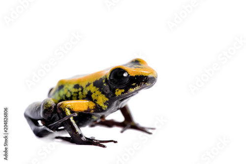 Black-legged poison froglet on white