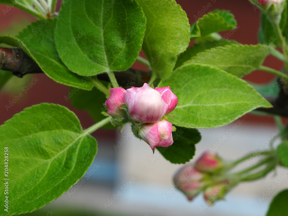 Close-up: Apple tree blossom with white petals, macro.
Close-up: Apple tree blossom with white petals, macro.