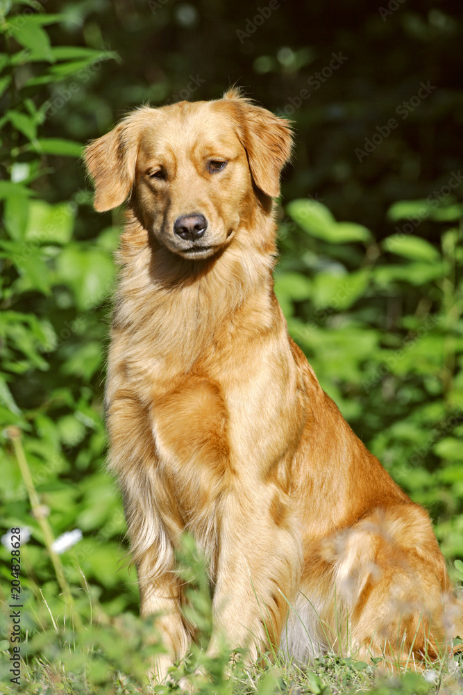 Beautiful young Golden Retriever, sitting by green bushes, looking interested. Beautiful young Golden Retriever, sitting by green bushes, looking interested.