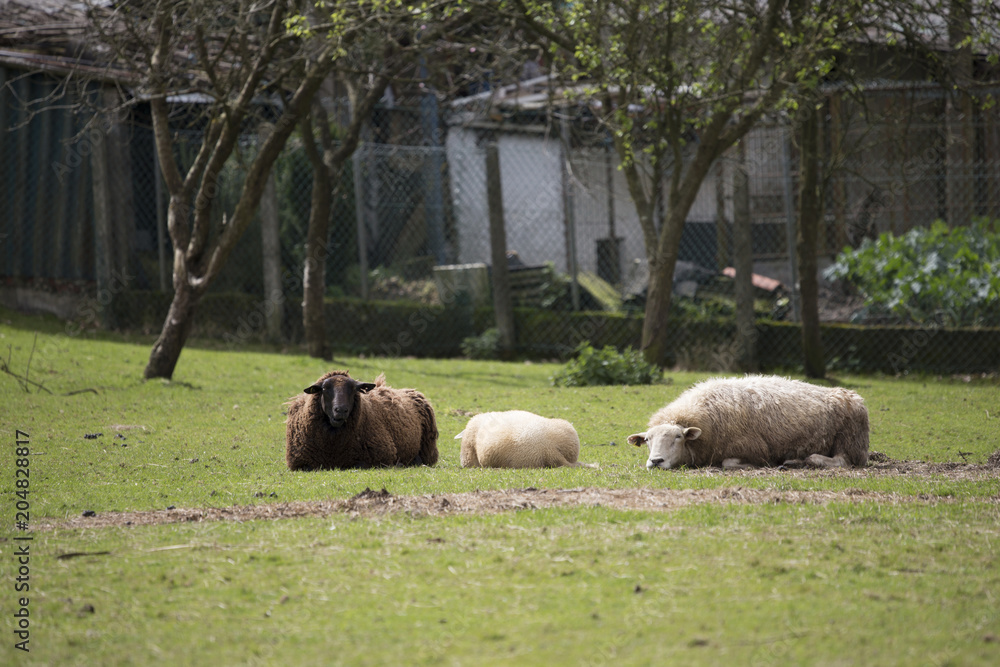 Fototapeta premium Sheeps