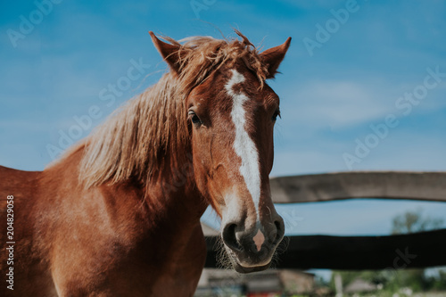 Brown horse portrait with blue sky in the background.