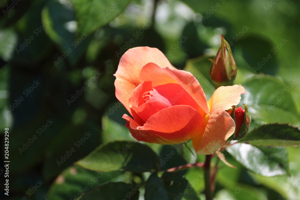 englische Strauchrose englische Strauchrose