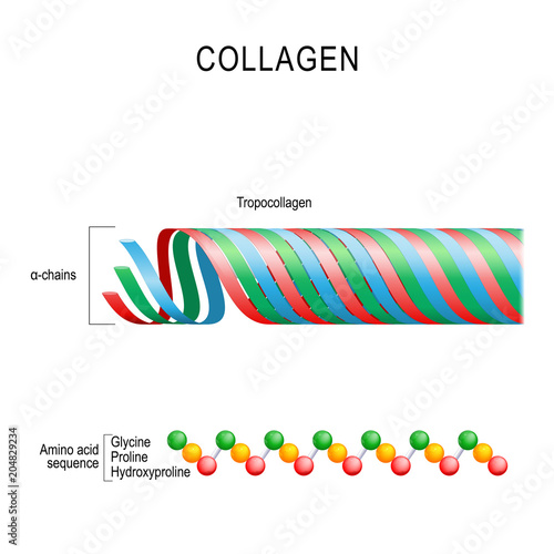 Collagen. Molecular structure.