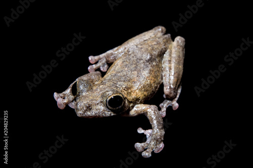 Annam flying frog, Rhacophorus annamensis, on black