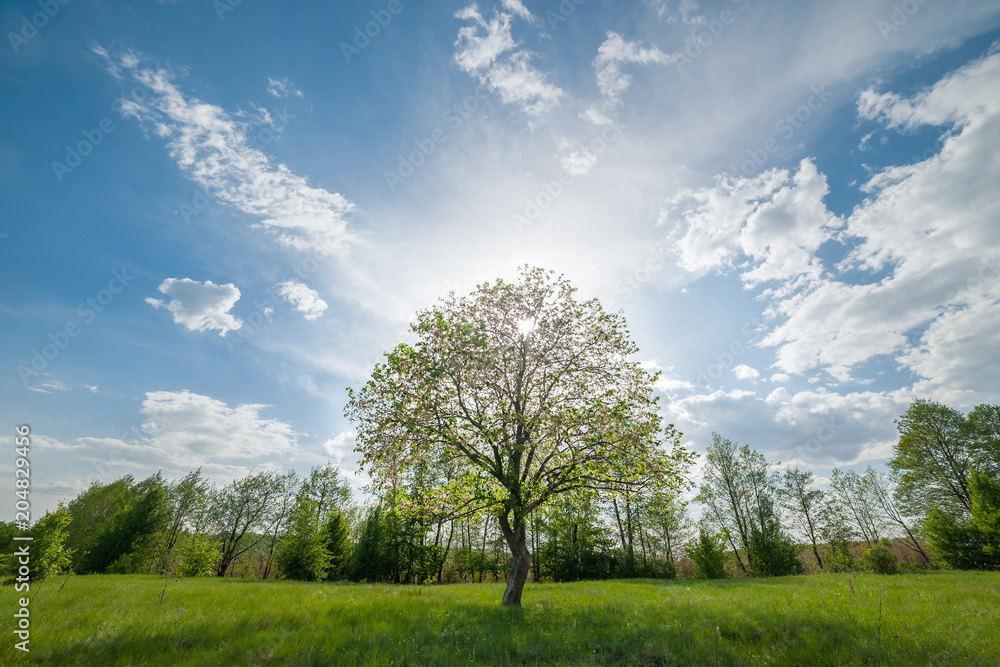 Obraz premium Landscape with green lonely tree on meadow