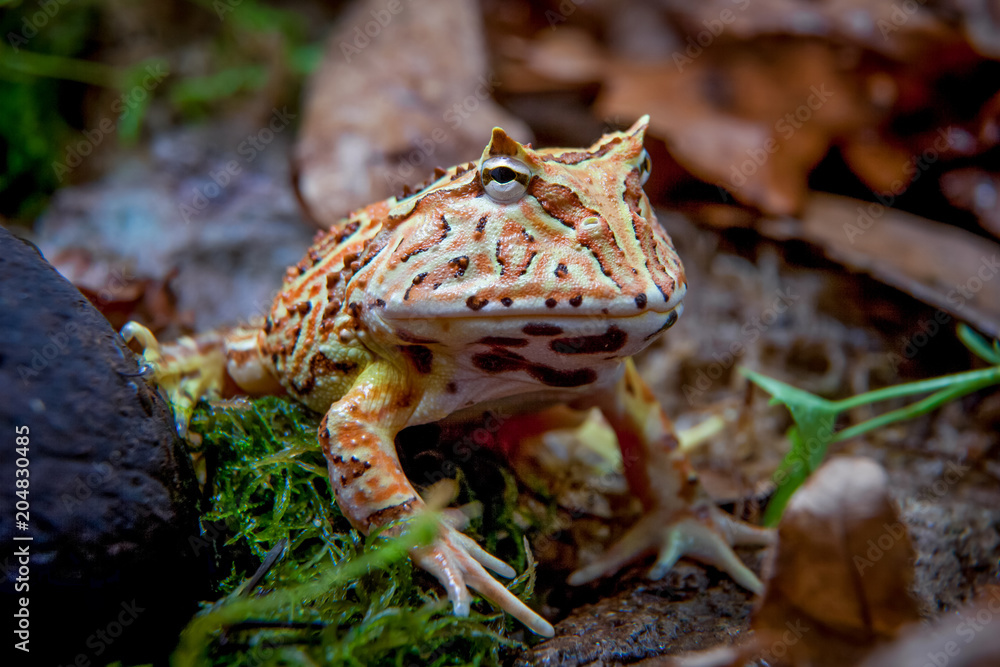 Fototapeta premium The Fantasy horned frog