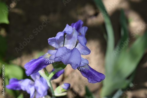 Kwitnące fioletowo-niebieskie irysy iris