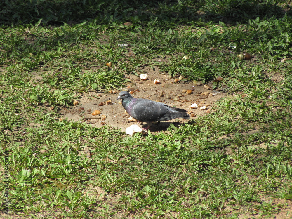 Obraz premium Голубь