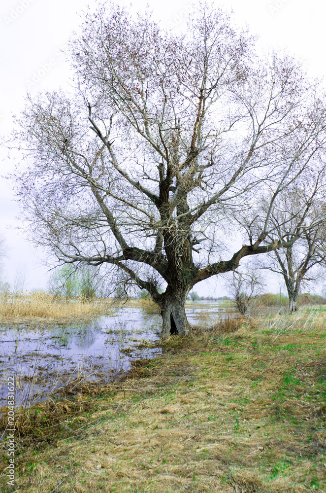 old tree with hollow on the river Bank old tree with hollow on the river Bank