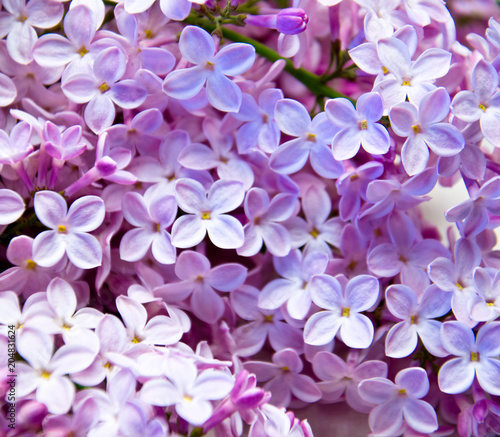 lilac flowers pink purple background 