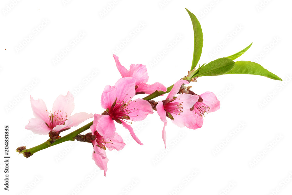Obraz premium Cherry blossom, sakura flowers isolated on white background