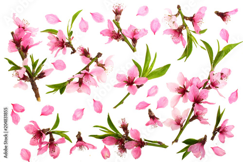 Cherry blossom, sakura flowers isolated on white background. Top view. Flat lay pattern