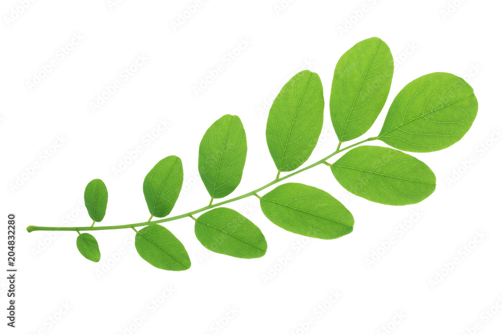 Green leaf of acacia tree isolated on white background Green leaf of acacia tree isolated on white background