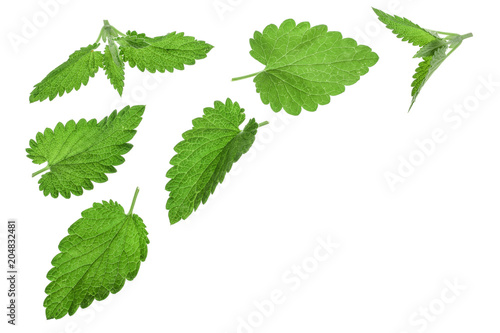 Melissa leaf or lemon balm isolated on white background with copy space for your text. Top view. Flat lay pattern
