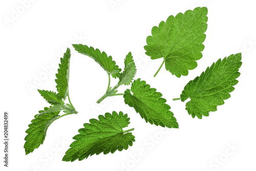Melissa leaf or lemon balm isolated on white background. Top view. Flat lay pattern