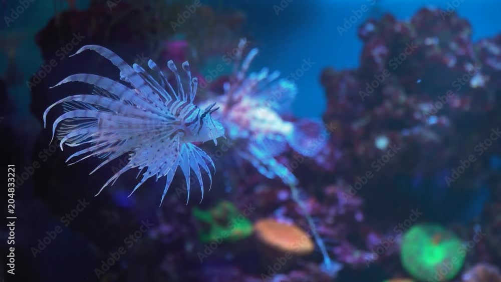 Lionfish, an invasive species also called the scorpion fish or Pterois mombasae. Lionfish, an invasive species also called the scorpion fish or Pterois mombasae.