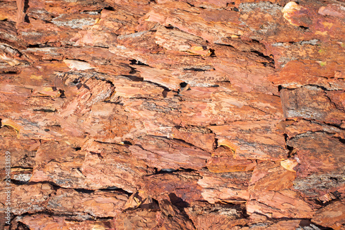 brown bark of a tree, background texture