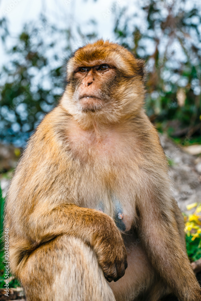 Portrait of a wild female macaque. Macaques are one of the most famous attractions of the British overseas territory Portrait of a wild female macaque. Macaques are one of the most famous attractions of the British overseas territory