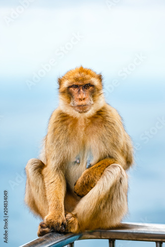 Portrait of a wild female macaque.  Macaques are one of the most famous attractions of the British overseas territory © dziewul