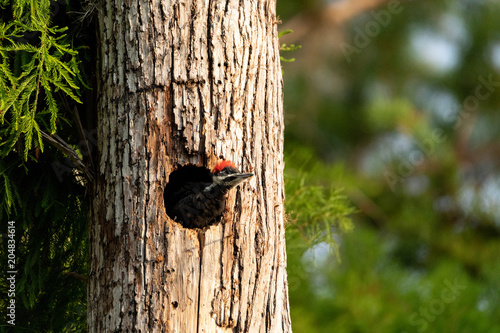 Baby pileated woodpecker chick Hylatomus pileatus peeks out of its nest photo