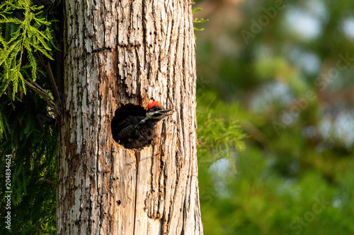 Baby pileated woodpecker chick Hylatomus pileatus peeks out of its nest photo