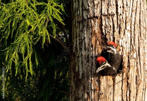 Baby pileated woodpecker chick Hylatomus pileatus peeks out of its nest photo