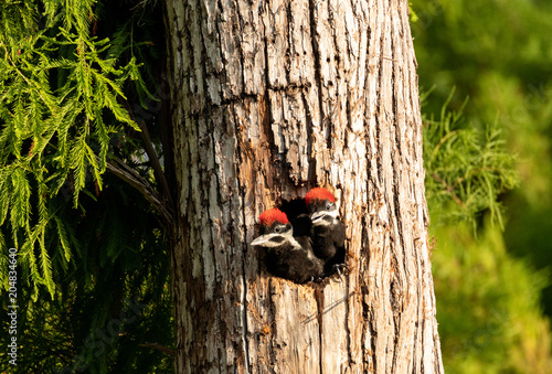 Baby pileated woodpecker chick Hylatomus pileatus peeks out of its nest photo