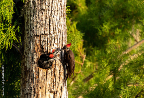 Adult pileated woodpecker Hylatomus pileatus feeds its chick photo