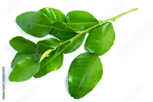 kaffir lime leaves on white photo