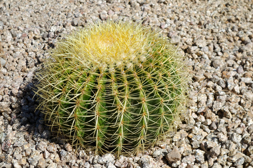 Echinocactus or Ferocactus Golden Barrel cactus in desert style xeriscaping in Arizona 