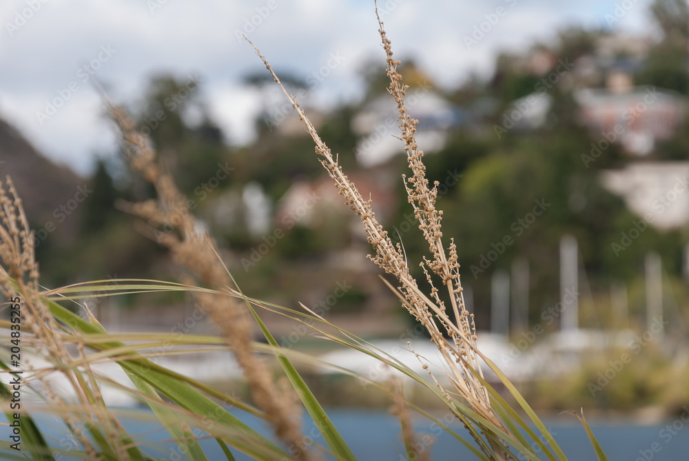 Fototapeta premium Harbour Grass