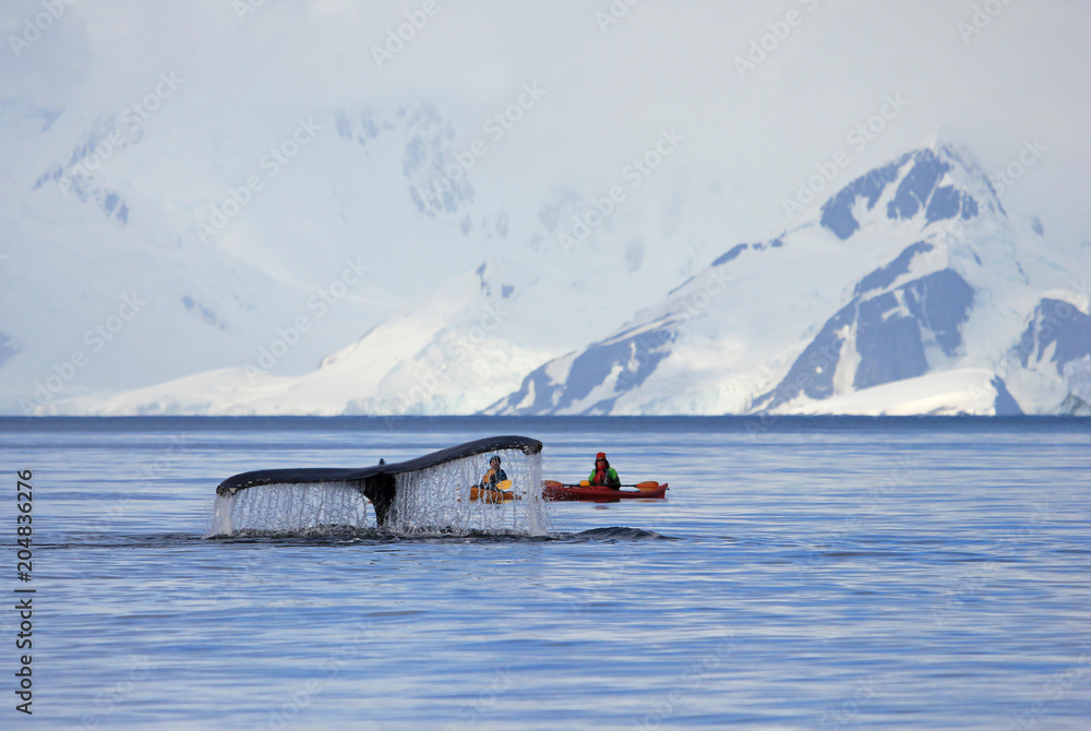 Fototapeta premium Humpback whale tail with kayak, boat or ship, showing on the dive, Antarctic Peninsula, Antarctica