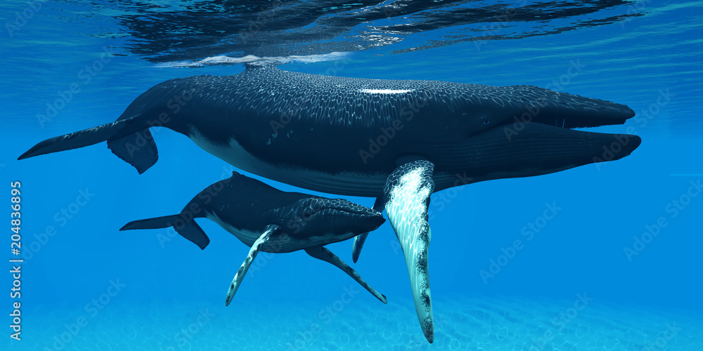 Fototapeta premium Matka i dziecko humbaki - cielę humbaka ukrywa się pod brzuchem matki, aby chronić się w dużym środowisku oceanicznym.