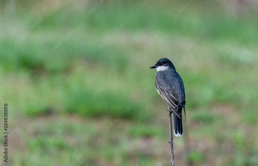 Fototapeta premium Eastern Flycatcher Perched on a Fence Post