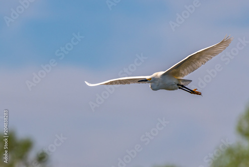A Snowy Egret in Flight with Blue Sky Background