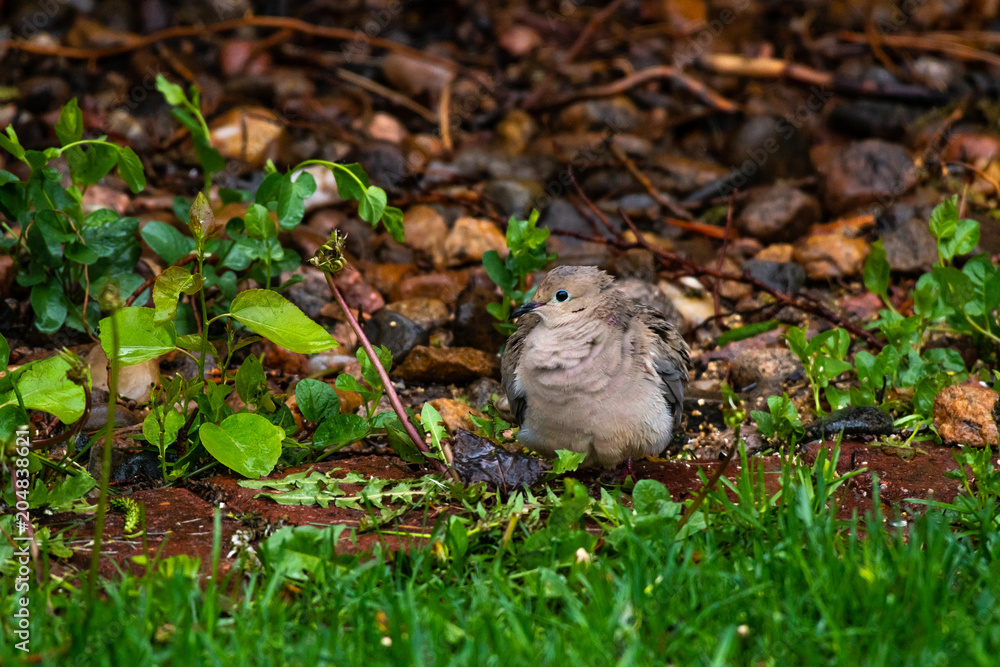 A Pretty Mourning Dove searching for Food on a Cold and Rainy Day