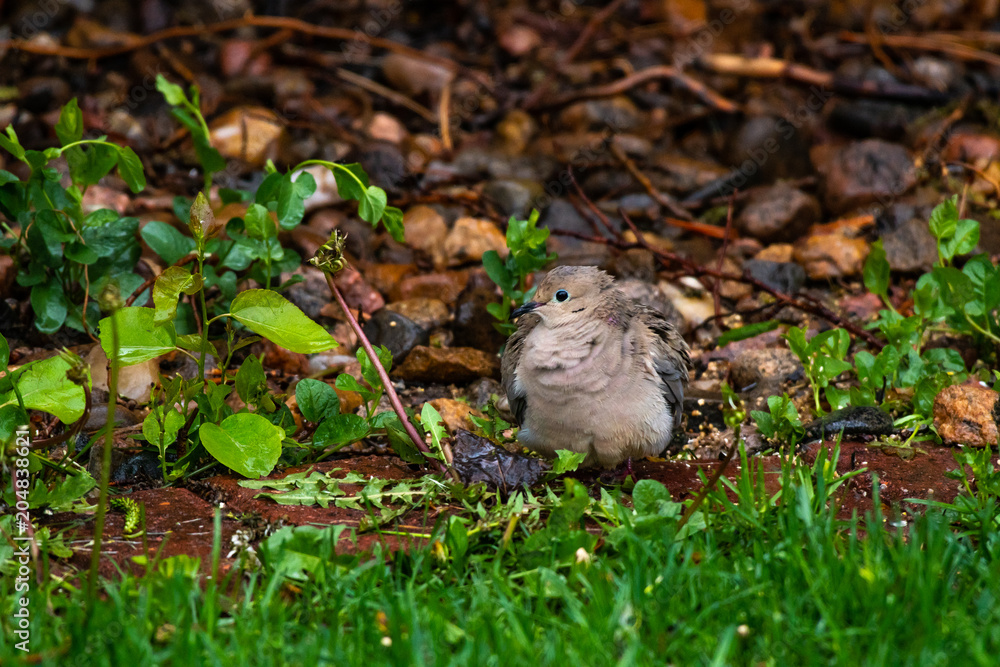 A Pretty Mourning Dove searching for Food on a Cold and Rainy Day A Pretty Mourning Dove searching for Food on a Cold and Rainy Day