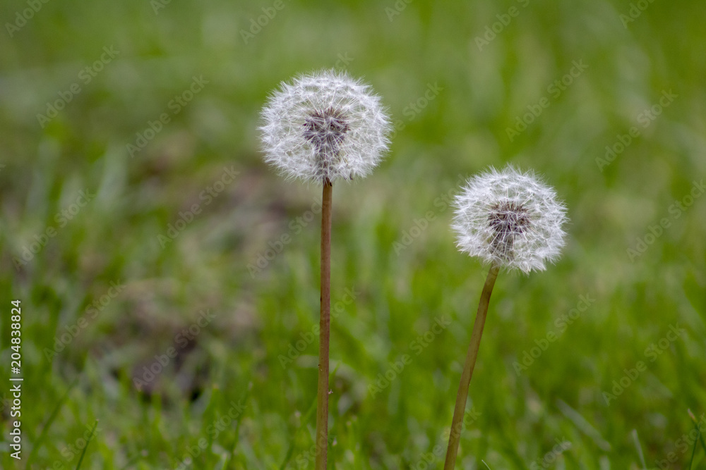 dandelion