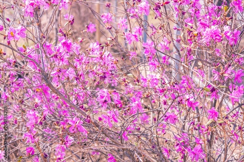 Delicate pink flowers. photo