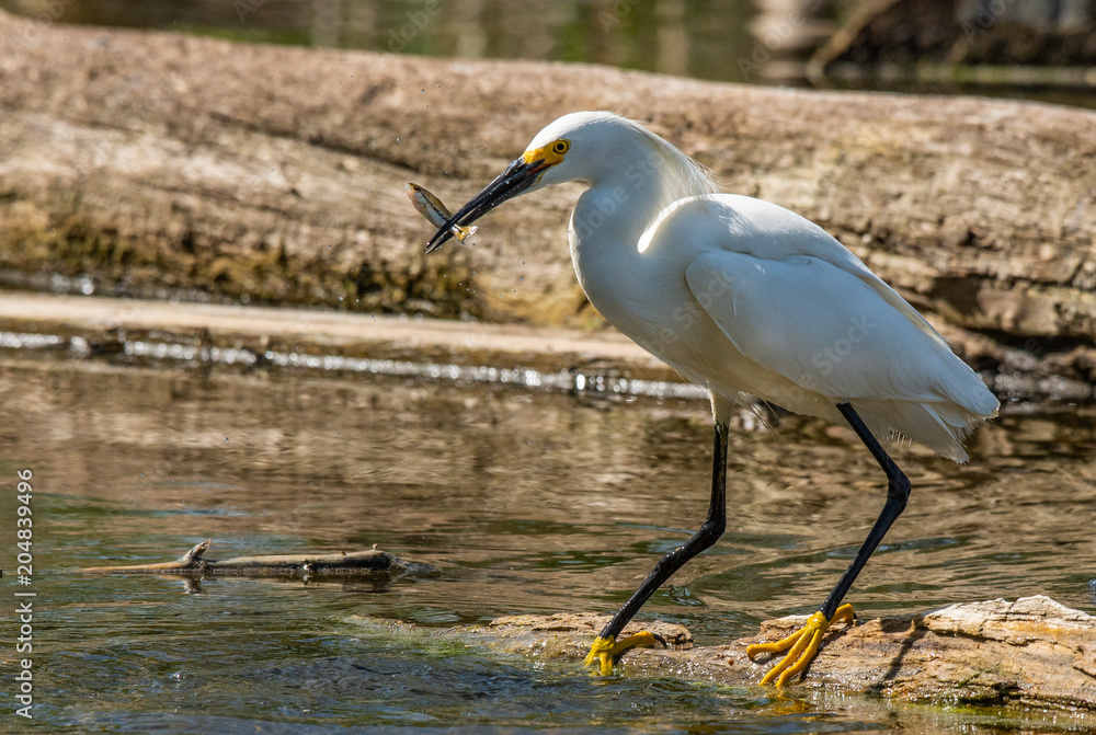 A Snowy Egret Catches a Fish for Dinner A Snowy Egret Catches a Fish for Dinner