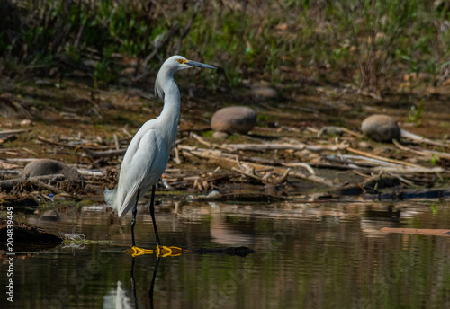A Snowy Egret at Lake Shore Line