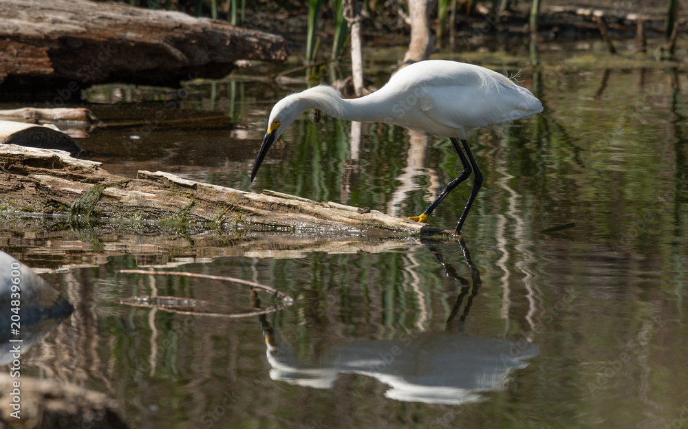 Obraz premium A Snowy Egret Stalking its Prey at Lake