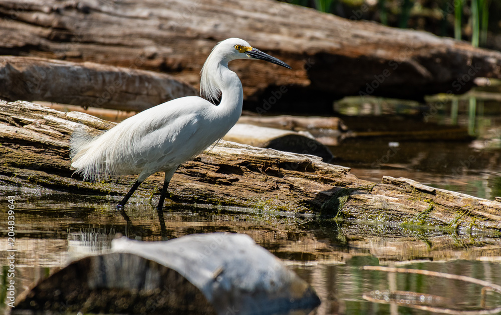 A Snowy Egret Stalking its Prey at Lake A Snowy Egret Stalking its Prey at Lake