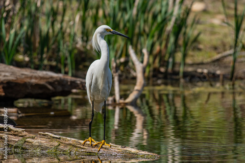 A Snowy Egret Perched at the Lake Shore